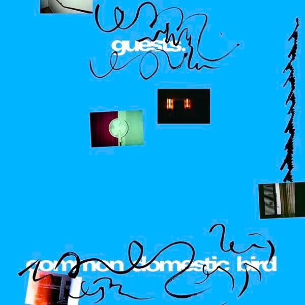 Common Domestic Bird